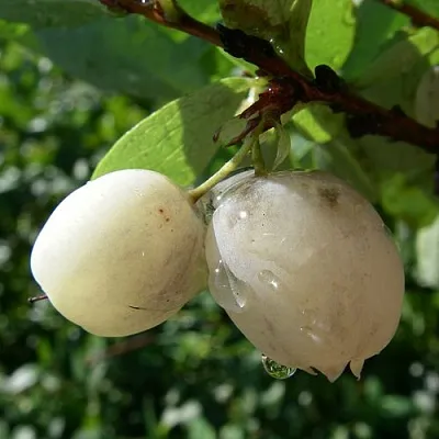 Голубика СНЕГУРОЧКА в Иваново