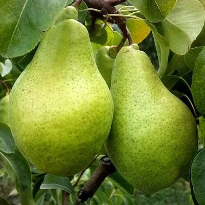 Груша НОЯБРЬСКАЯ ЗИМНЯЯ  Груша НОЯБРЬСКАЯ ЗИМНЯЯ в Иваново