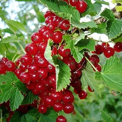 Смородина красная ГОЛЛАНДСКАЯ КРАСНАЯ в Иваново