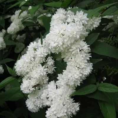 Дейция КАНДИДИССИМА шершавая  Дейция КАНДИДИССИМА шершавая в Иваново