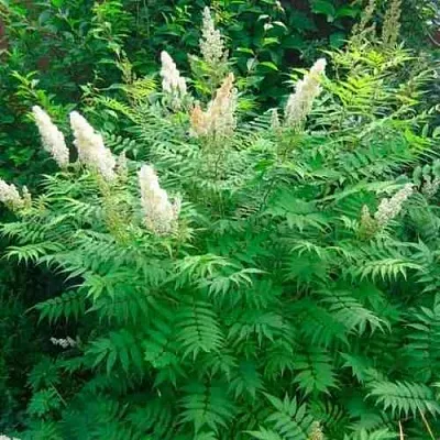 Рябинник рябинолистный СЭМ в Иваново