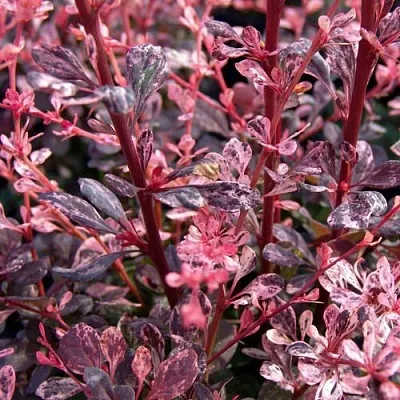 Барбарис АРЛЕКИН тунберга  Барбарис АРЛЕКИН тунберга в Иваново