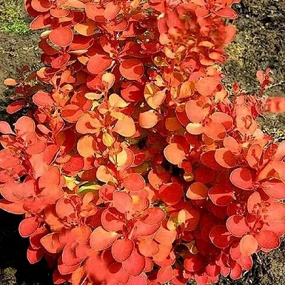 Барбарис ОРАНЖ ФАЙЕР тунберга  Барбарис ОРАНЖ ФАЙЕР тунберга в Иваново