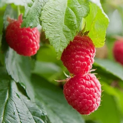 Малина МАРАВИЛЛА в Иваново