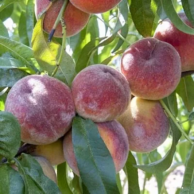 Персик ЗАРМЕНЮ в Иваново