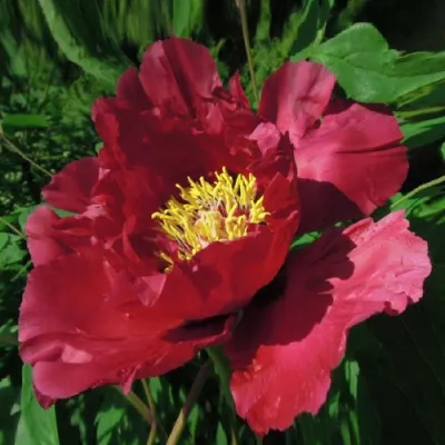 Пион КРАСНЫЙ ЛОТОС древовидный в Иваново