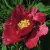 Пион КРАСНЫЙ ЛОТОС древовидный — описание сорта Пион КРАСНЫЙ ЛОТОС древовидный в Иваново