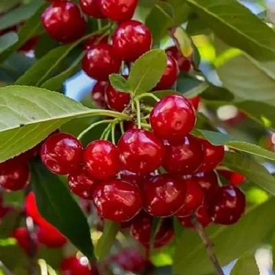 Вишня ГИРЛЯНДА  Вишня ГИРЛЯНДА в Иваново