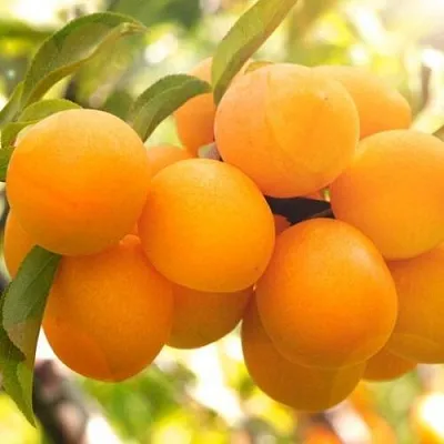 Слива МАРА  Слива МАРА в Иваново