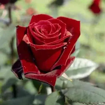 Саженцы роз ТАБУ чайно-гибридная в Иваново