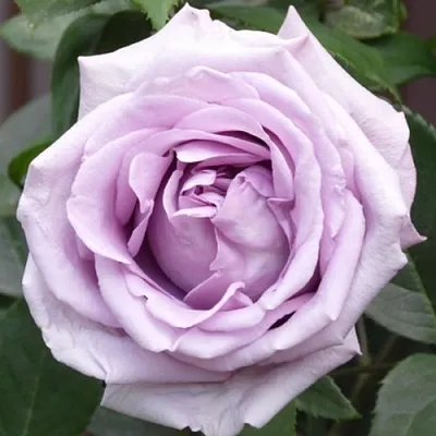 Саженцы роз ИНДИГОЛЕТТА плетистая  Саженцы роз ИНДИГОЛЕТТА плетистая в Иваново