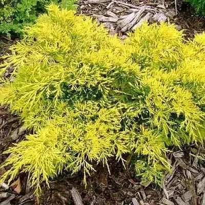 Можжевельник КИНГ ОФ СПРИНГ средний  Можжевельник КИНГ ОФ СПРИНГ средний в Иваново