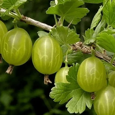 Крыжовник УРАЛЬСКИЙ БЕСШИПНЫЙ  Крыжовник УРАЛЬСКИЙ БЕСШИПНЫЙ в Иваново