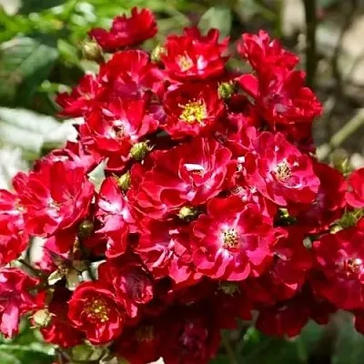 Саженцы роз АЛЬБЕРИХ полиантовая в Иваново