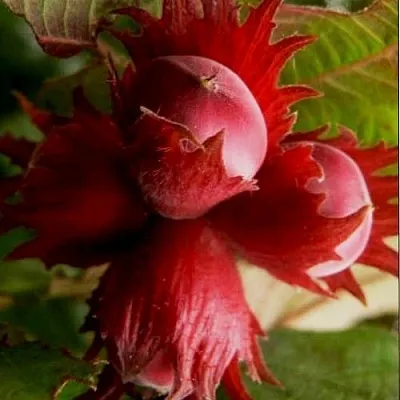 Фундук БАГРЯНЕЦ в Иваново