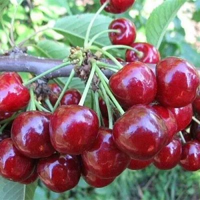 Вишня ДЕСЕРТНАЯ МОРОЗОВОЙ  Вишня ДЕСЕРТНАЯ МОРОЗОВОЙ в Иваново