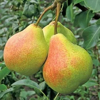 Груша ПАМЯТЬ ЯКОВЛЕВА — описание сорта Груша ПАМЯТЬ ЯКОВЛЕВА в Иваново