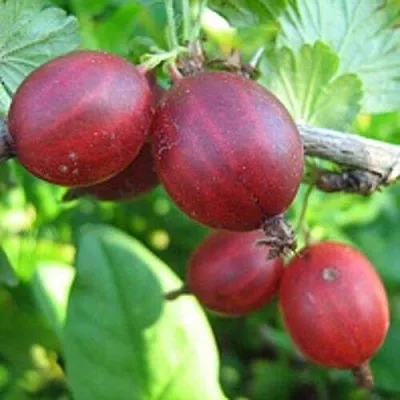 Крыжовник ЩЕДРЫЙ  Крыжовник ЩЕДРЫЙ в Иваново