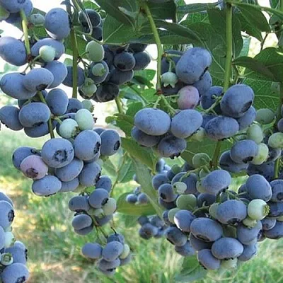 Голубика ЛИБЕРТИ в Иваново