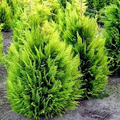 Кипарисовик ИВОНЕ лавсана  Кипарисовик ИВОНЕ лавсана в Иваново