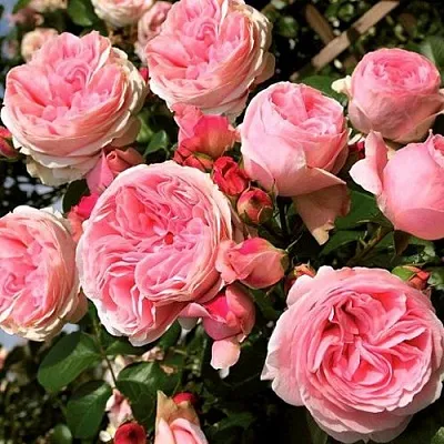 Саженцы роз ДЖАРДИНА плетистая  Саженцы роз ДЖАРДИНА плетистая в Иваново