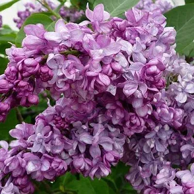 Сирень ГЕНЕРАЛ ПЕРШИНГ  Сирень ГЕНЕРАЛ ПЕРШИНГ в Иваново