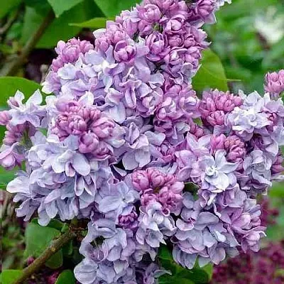 Сирень КАТЕРИНА ХАВЕМЕЙЕР  Сирень КАТЕРИНА ХАВЕМЕЙЕР в Иваново