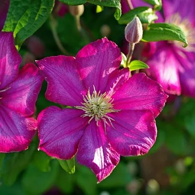 Клематис КАРМЕНСИТА  Клематис КАРМЕНСИТА в Иваново