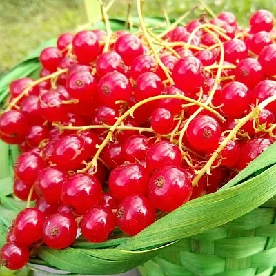 Красная в Иваново