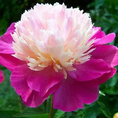 Пион ГЕЙ ПАРИ травянистый  Пион ГЕЙ ПАРИ травянистый в Иваново