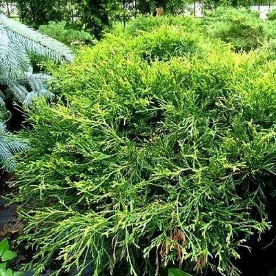 Кипарисовик ФИЛИФЕРА АУРЕА ВАРИЕГАТТА горохоплодный в Иваново