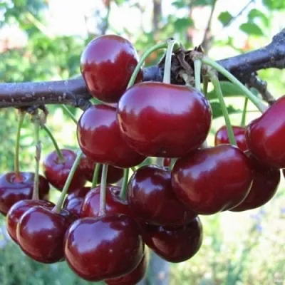 Вишня НОРД СТАР  Вишня НОРД СТАР в Иваново