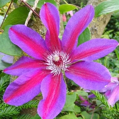 Клематис АКАИШИ  Клематис АКАИШИ в Иваново