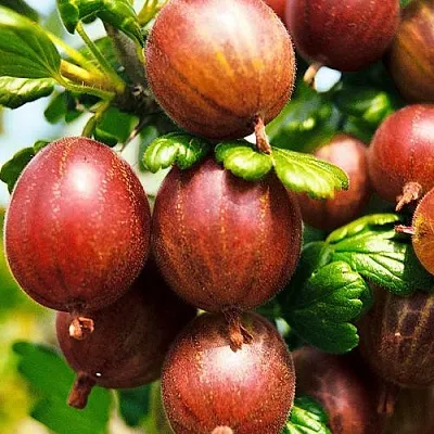 Крыжовник ШЕРШНЕВСКИЙ  Крыжовник ШЕРШНЕВСКИЙ в Иваново