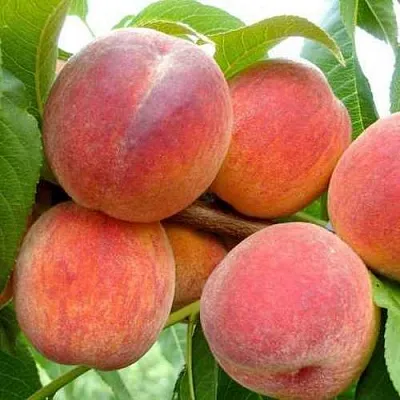 Персик ФЛЕМИНГ ФЬЮРИ в Иваново