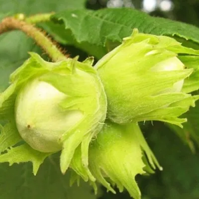 Фундук КАТАЛОНСКИЙ в Иваново