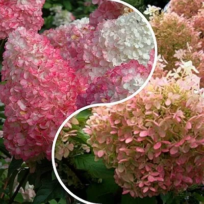 Комплект МАЛИНОВЫЙ ЗАКАТ в Иваново