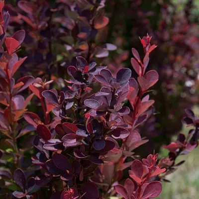 Барбарис ХЕЛМОНД ПИЛЛАР тунберга  Барбарис ХЕЛМОНД ПИЛЛАР тунберга в Иваново