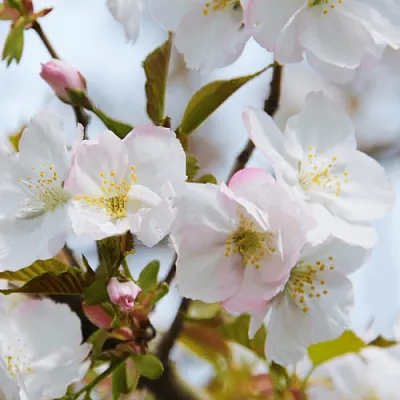 Вишня ОКАМЕ  Вишня ОКАМЕ в Иваново