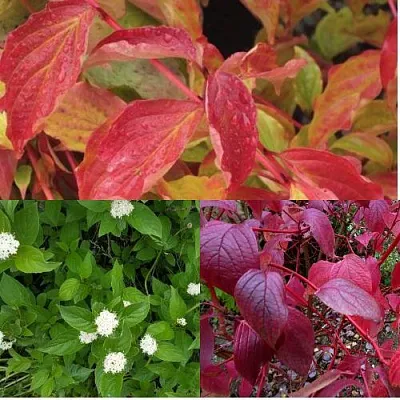 Комплект СЕВЕРНОЕ СИЯНИЕ в Иваново