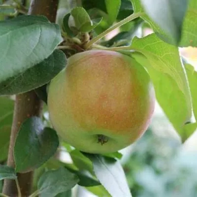 Яблоня ПОДСНЕЖНИК стелющаяся  Яблоня ПОДСНЕЖНИК стелющаяся в Иваново