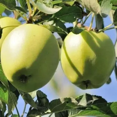 Яблоня САХАРНАЯ в Иваново