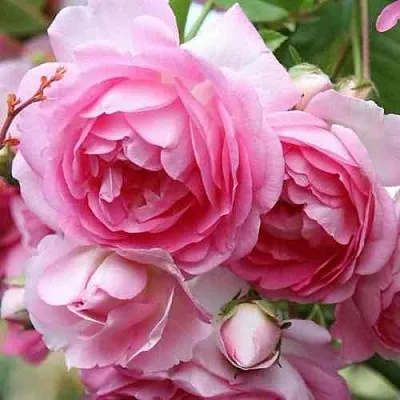 Саженцы роз ЖАСМИНА плетистая  Саженцы роз ЖАСМИНА плетистая в Иваново