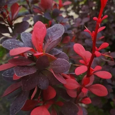 Барбарис РЕД ПИЛЛАР тунберга  Барбарис РЕД ПИЛЛАР тунберга в Иваново