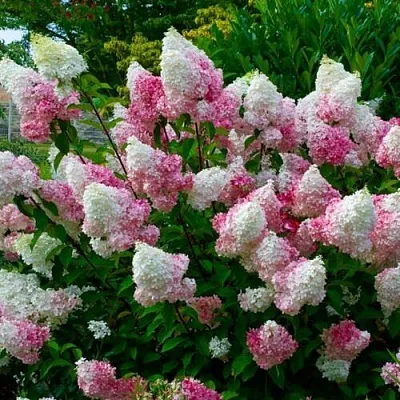 Гортензия в Иваново
