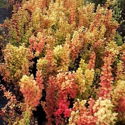 Барбарис САММЕР САНСЕТ тунберга  Барбарис САММЕР САНСЕТ тунберга в Иваново