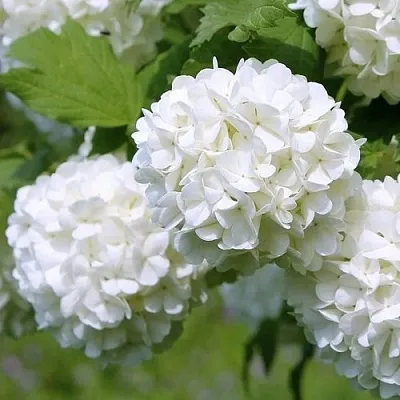 Калина декоративная в Иваново