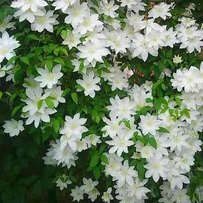 Клематис ТОКИ  Клематис ТОКИ в Иваново