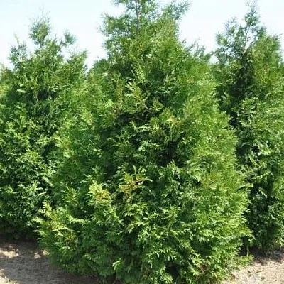 Туя ВАКСЕН западная  Туя ВАКСЕН западная в Иваново