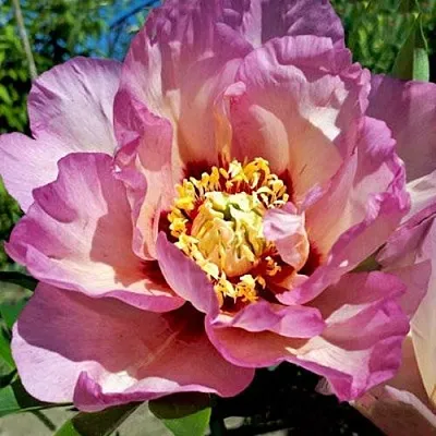 Пион ПАСТЕЛЬ СПЛЕНДОР ито-гибрид  Пион ПАСТЕЛЬ СПЛЕНДОР ито-гибрид в Иваново